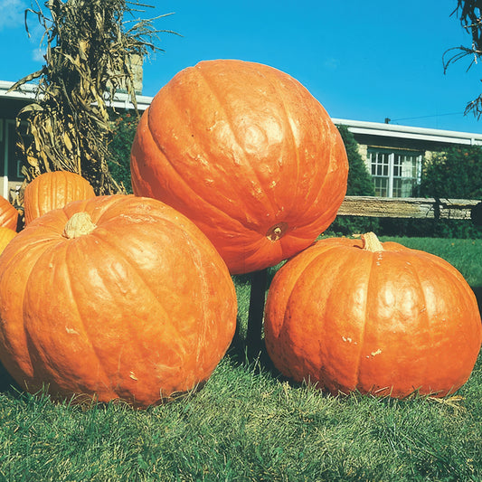 Grand Prize Pumpkin